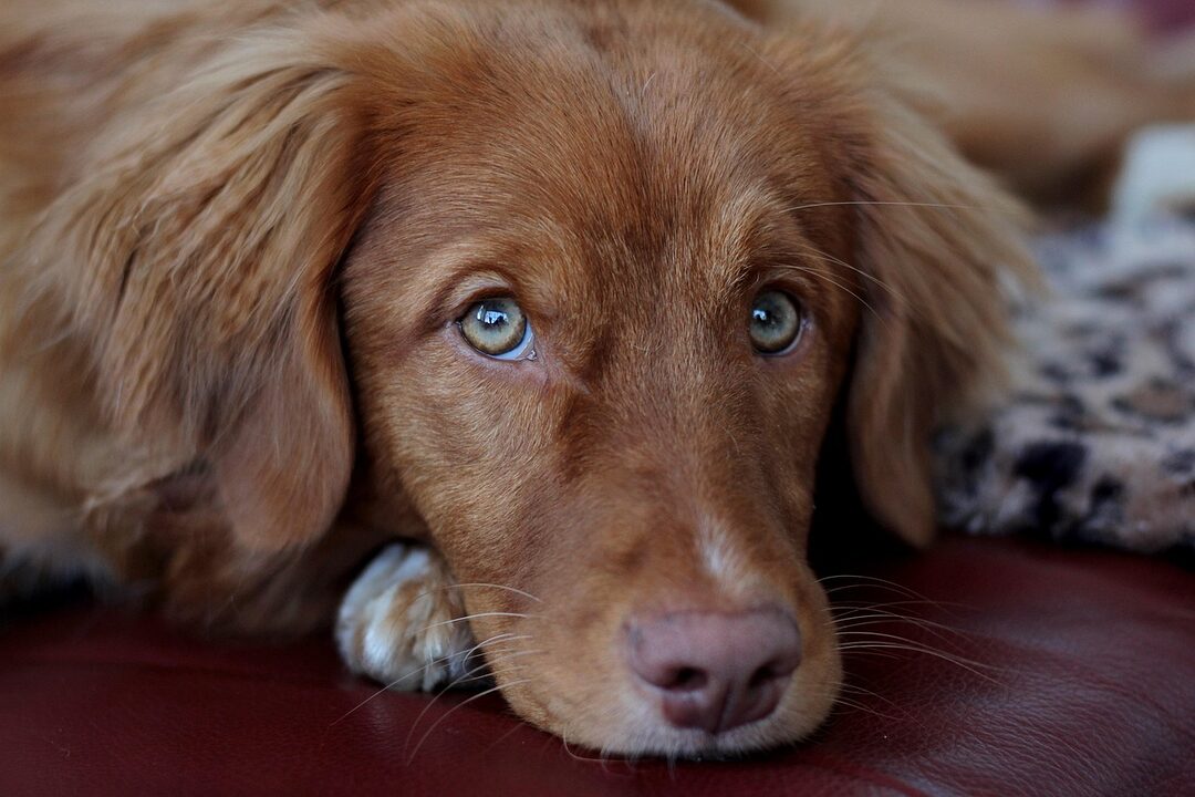 découvrez le nova scotia duck tolling retriever, un chien intelligent et joueur, idéal pour les familles et les amateurs de plein air. apprenez tout sur son tempérament, ses besoins en exercice et ses caractéristiques uniques qui en font un compagnon exceptionnel.