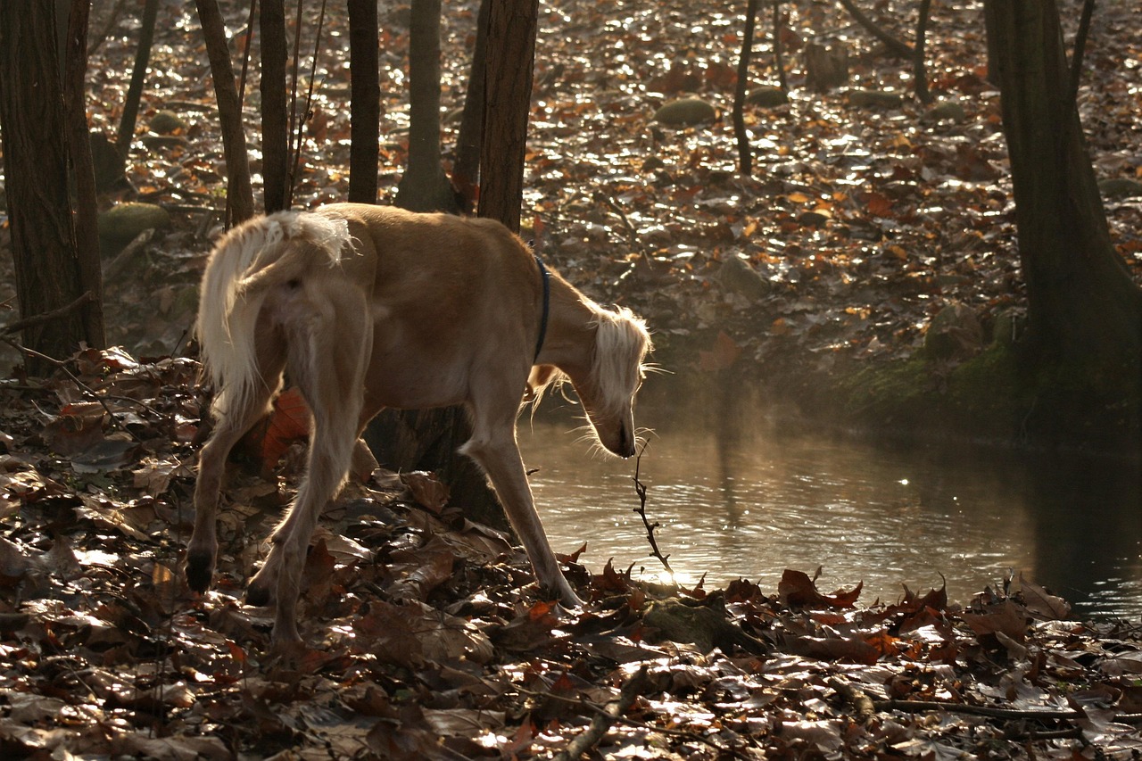 scopri il saluki, un cane da caccia elegante e veloce, originario del medio-oriente. esplora la sua storia affascinante, le sue caratteristiche uniche e i suoi bisogni specifici. apprendi come questo fedele compagno unisce grazia e prestazioni sul campo.