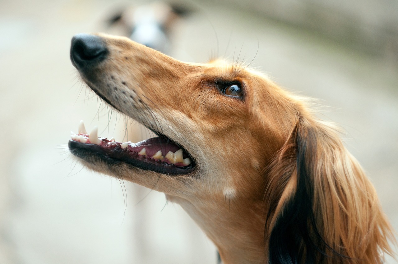 découvrez le saluki, une race de chien élégante et rapide, idéale pour les amateurs de compagnons gracieux et affectueux. apprenez-en davantage sur son histoire, ses caractéristiques physiques et ses besoins en matière de soins.