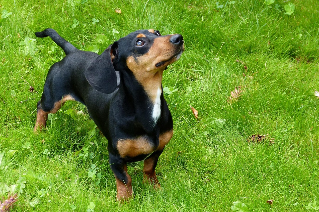 scoprite l’american foxhound, una razza di cane al contempo elegante e dinamica, riconosciuta per le sue eccezionali competenze nella caccia e il suo carattere amichevole. imparate tutto sulle sue origini, il suo temperamento e le cure necessarie per farne un compagno ideale.