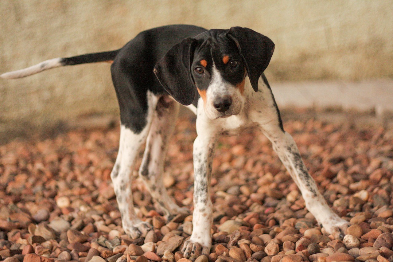 découvrez le american foxhound, une race de chien élégante et énergique, réputée pour ses talents de chasse et sa grande sociabilité. apprenez-en plus sur son histoire, son tempérament et les soins nécessaires pour élever un compagnon idéal.