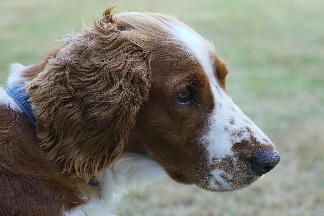 scopri il clumber spaniel, una razza di cane elegante e affettuosa, ideale per le famiglie. scopri tutto sul suo carattere, la sua cura e i suoi bisogni specifici nella nostra guida completa.