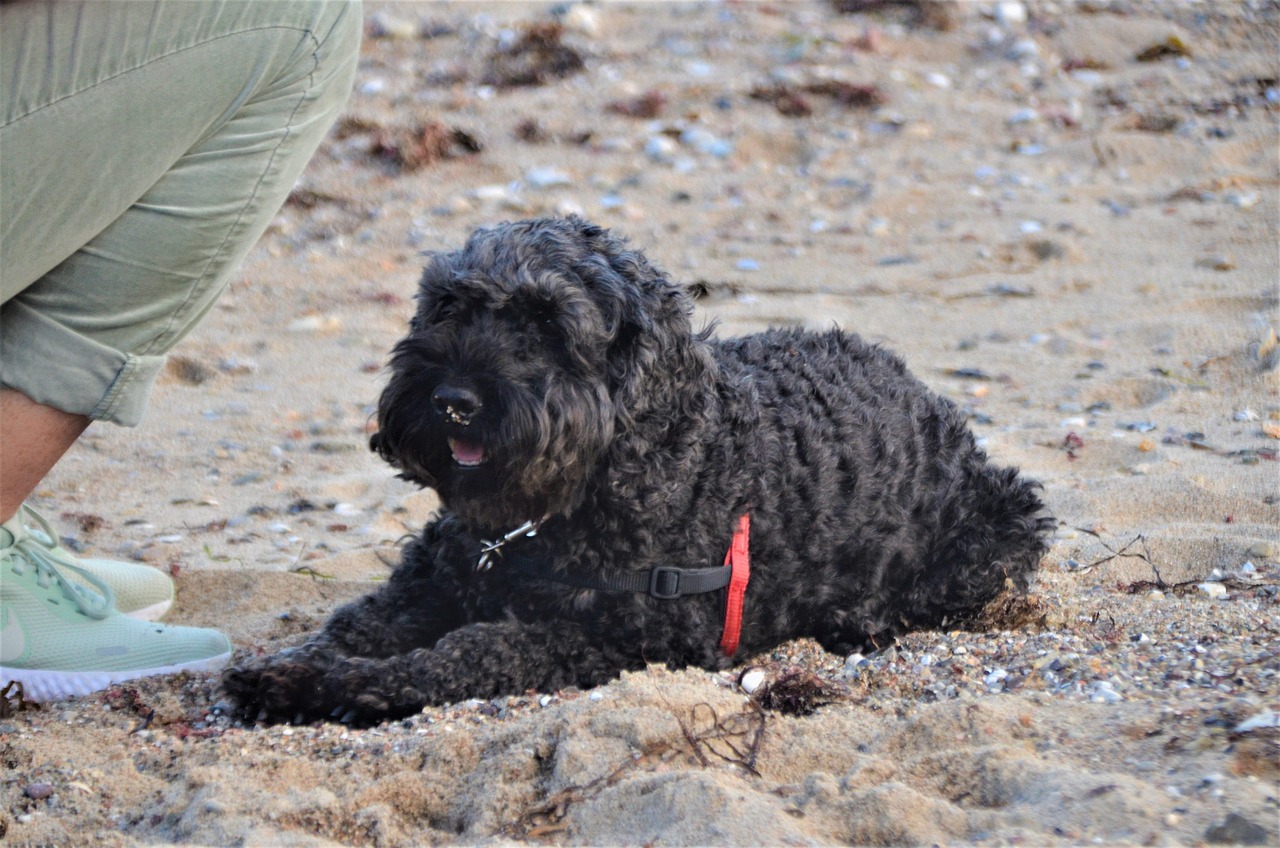 scoprite il cockapoo, un adorabile incrocio tra un cocker spaniel e un barbone. questo cane intelligente e affettuoso è il compagno ideale per le famiglie e le persone attive. scoprite di più sul suo temperamento, le sue esigenze di cura e il suo addestramento.