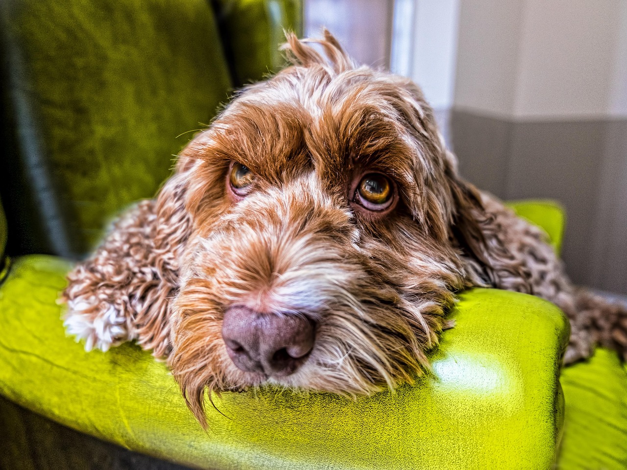 scoprite il cockapoo, il perfetto incrocio tra un cocker e un barbone! questo adorabile cane si distingue per il suo temperamento amichevole, la sua intelligenza e il suo pelo ipoallergenico. ideale per le famiglie e le persone allergiche, il cockapoo è il compagno ideale che porterà gioia e amore nella vostra casa.